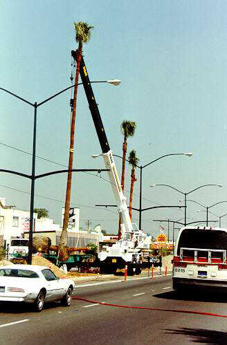 usr_m_laxmod_aline_misc_planting+palm+tree_bv_bl17.jpg
