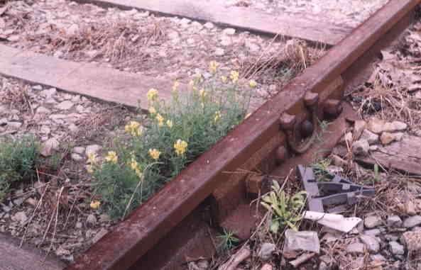 usr_m_pit_row_20021_killarneyrow_1998_dame.jpg